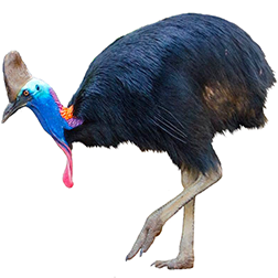 Cassowary
